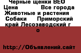 Черные щенки ВЕО › Цена ­ 5 000 - Все города Животные и растения » Собаки   . Приморский край,Лесозаводский г. о. 